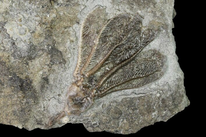 Fossil Crinoid (Dichocrinus) - Gilmore City, Iowa #148676